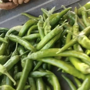 青椒种植基地，大青椒代收代加工，代发全国各大批发市场