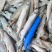 满籽多春鱼新鲜多籽鱼冷冻带籽海鲜烧烤油炸海鱼食材冰鲜批发实惠