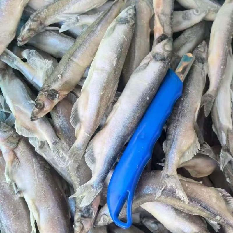 满籽多春鱼新鲜多籽鱼冷冻带籽海鲜烧烤油炸海鱼食材冰鲜批发实惠