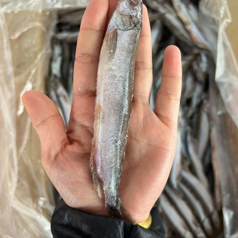 满籽多春鱼新鲜多籽鱼冷冻带籽海鲜烧烤油炸海鱼食材冰鲜批发实惠