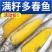 满籽多春鱼新鲜多籽鱼冷冻带籽海鲜烧烤油炸海鱼食材冰鲜批发实惠