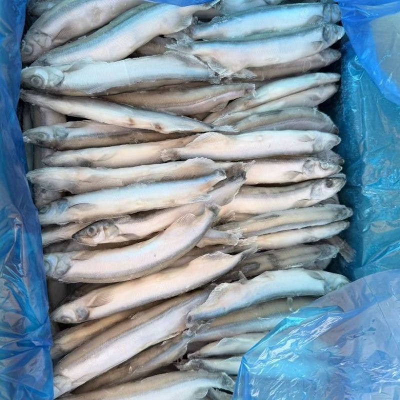 满籽多春鱼新鲜多籽鱼冷冻带籽海鲜烧烤油炸海鱼食材冰鲜批发实惠