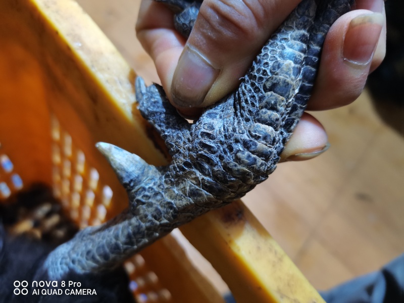 正宗的散养走地鸡