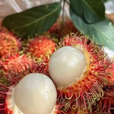 海南红毛丹
