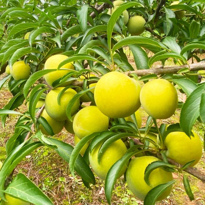 蜂糖李！