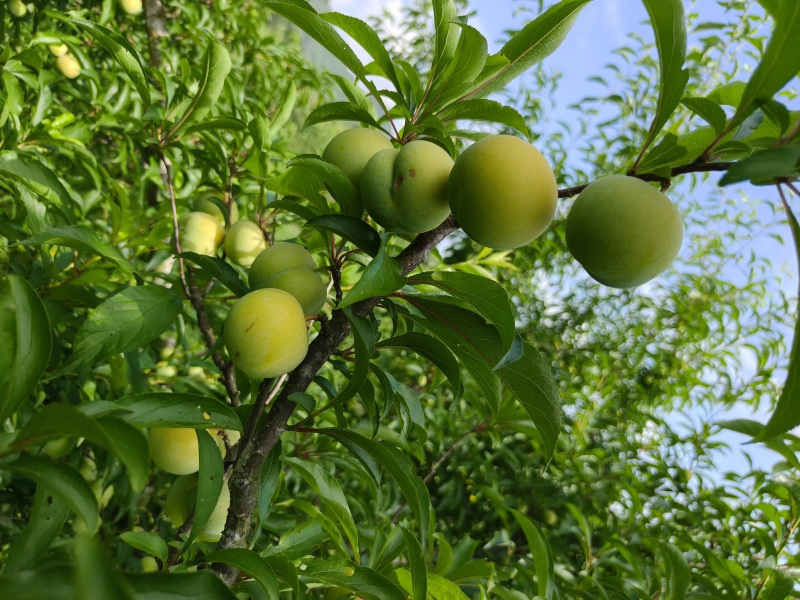 蜂糖李！