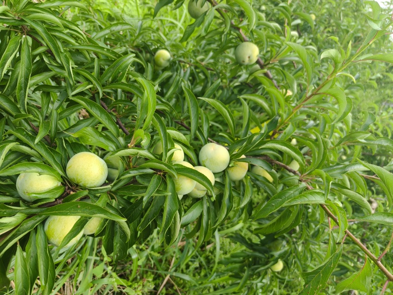 蜂糖李！