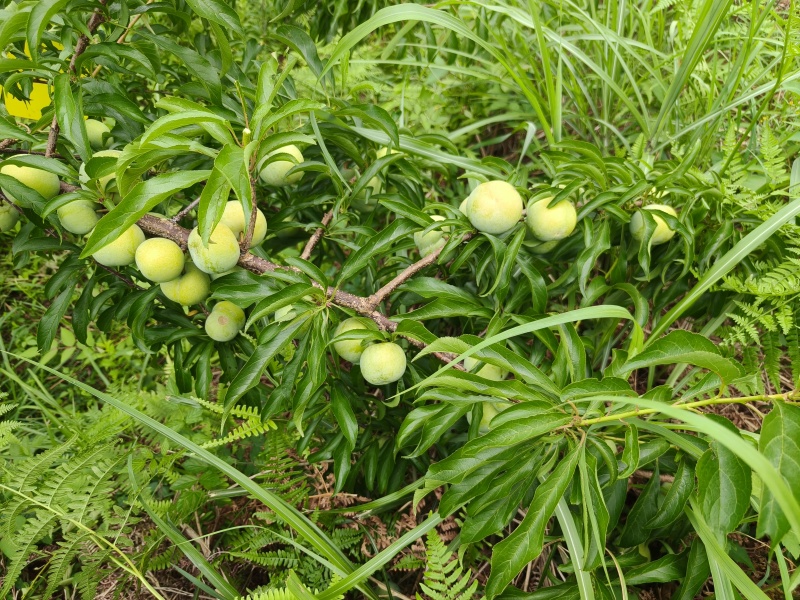 蜂糖李！