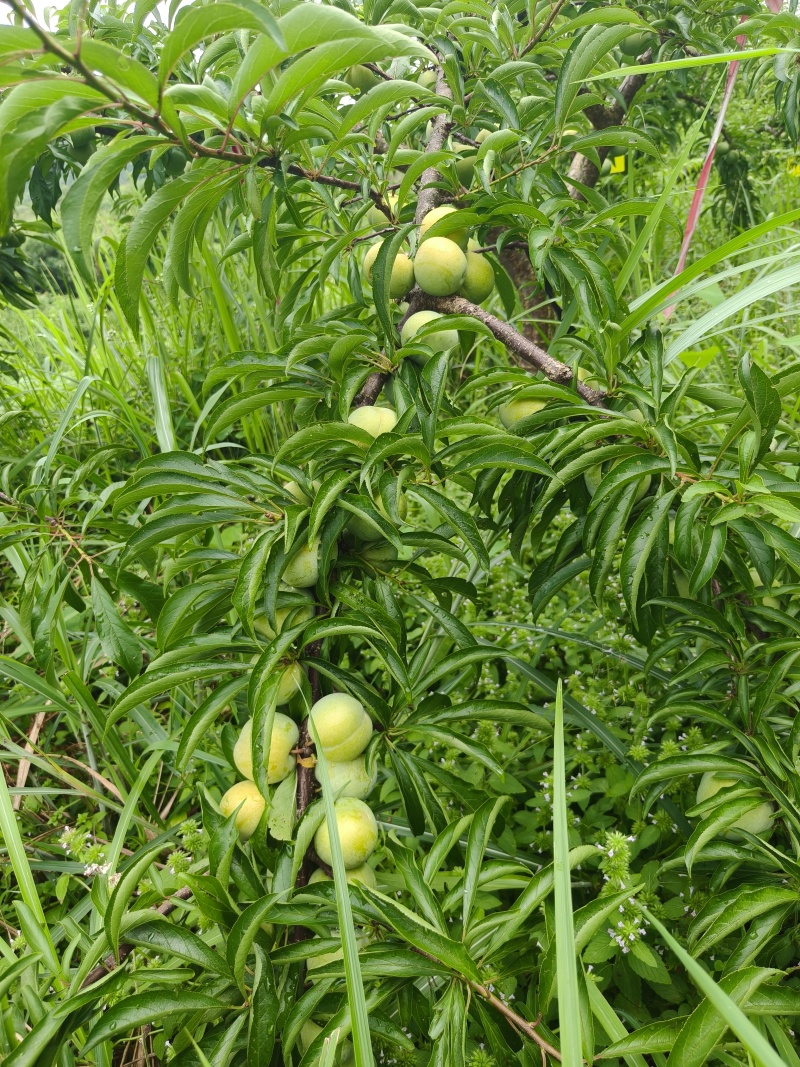 蜂糖李！