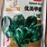 优美格兰特华盛F1菠菜种子墨绿叶抗病丰产优质耐贮