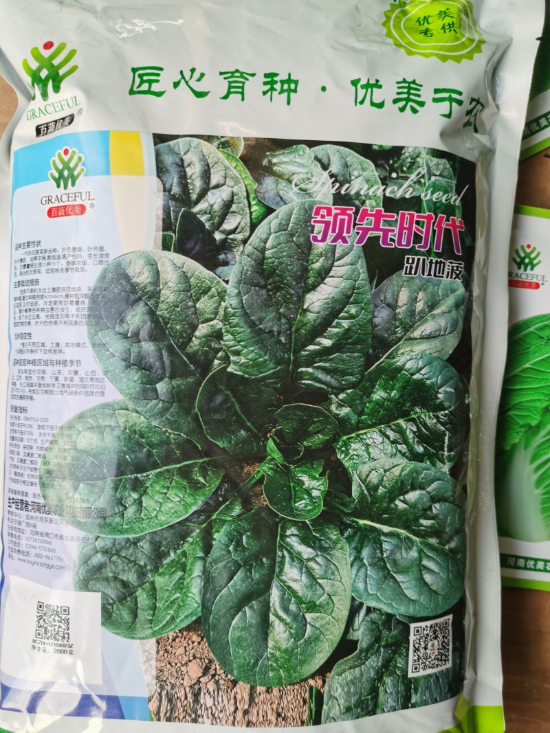 优美格兰特华盛F1菠菜种子墨绿叶抗病丰产优质耐贮