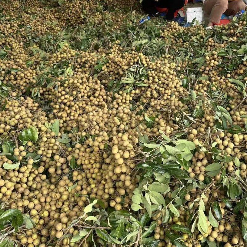茂名龙眼大量供应皮薄肉厚支持整车批发