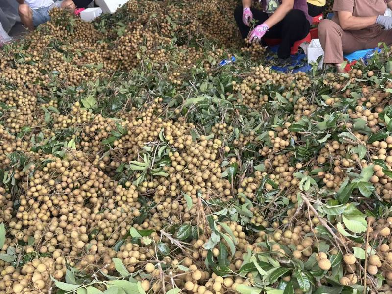 茂名龙眼大量供应皮薄肉厚支持整车批发