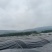 韭黄