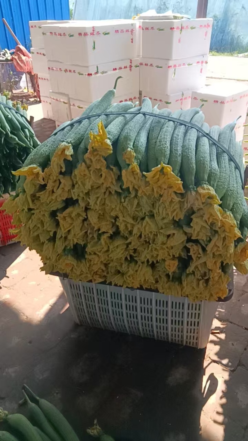 丝瓜
