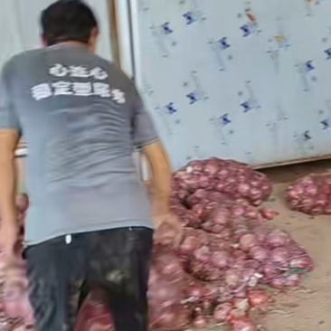 通许冷库洋葱开始出库质量好有需求的老板联系