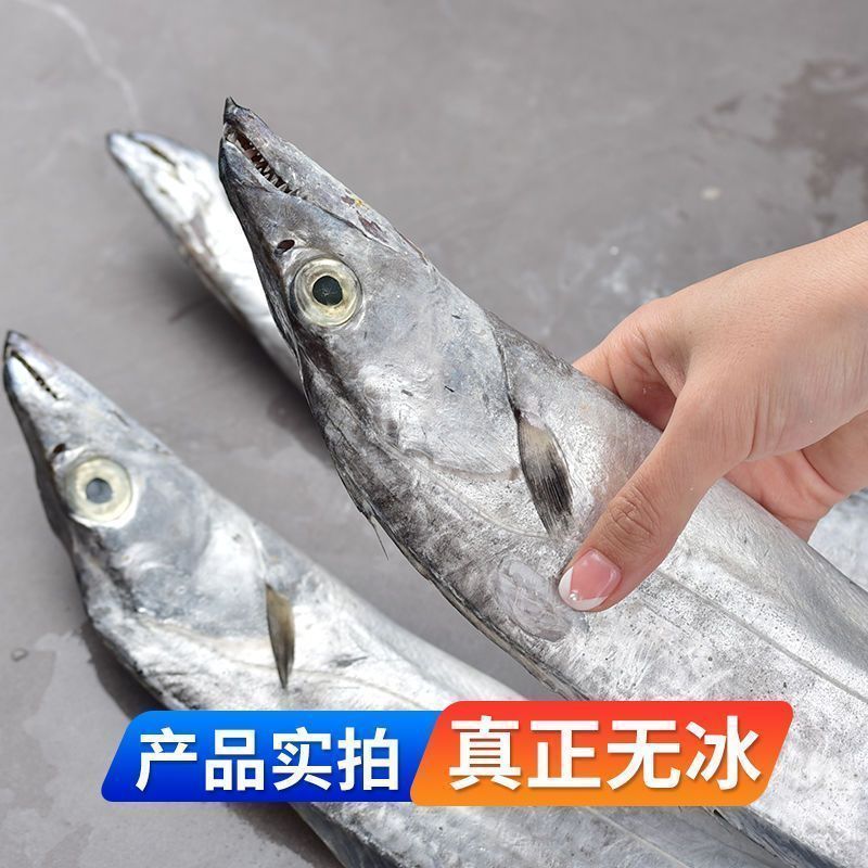 带鱼整条新鲜无冰小眼新鲜带鱼鲜活冷冻无破肚批发冰鲜锁