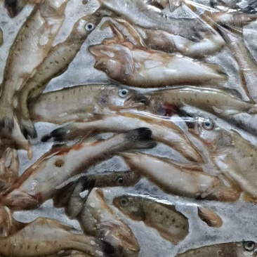 去内脏的小鲈鱼，鲈鱼板装