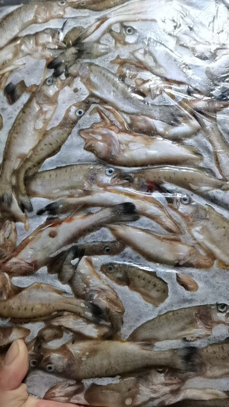 去内脏的小鲈鱼，鲈鱼板装