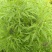 益母草干货
