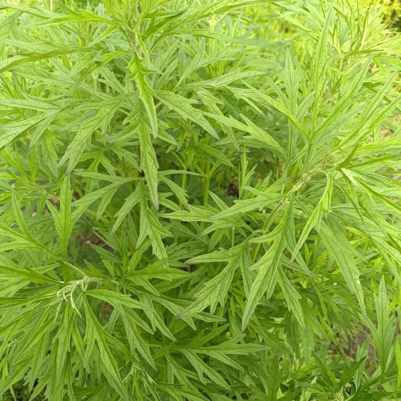 益母草干货