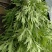益母草干货
