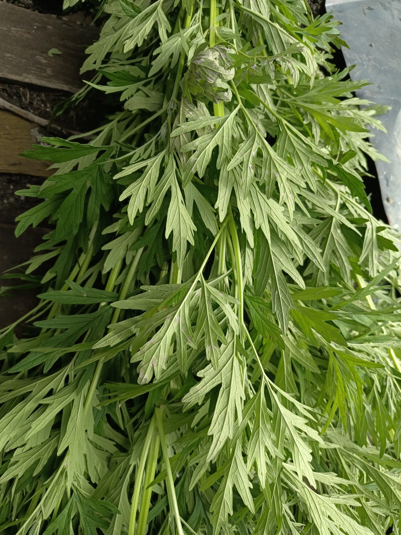 益母草干货
