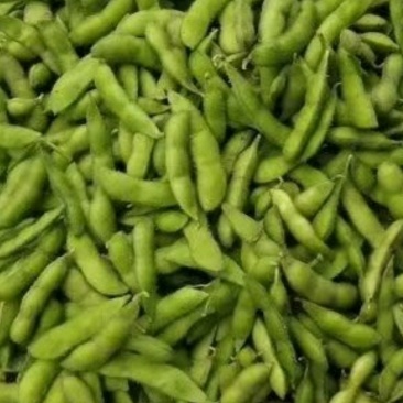 精品毛豆