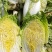 黄心白菜黄心白菜山东枣庄大白菜现摘现发价格实惠欢迎老板联