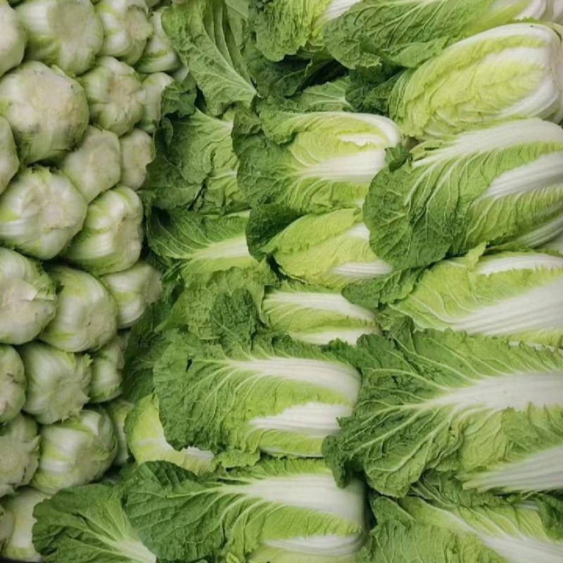 黄心白菜黄心白菜山东枣庄大白菜现摘现发价格实惠欢迎老板联