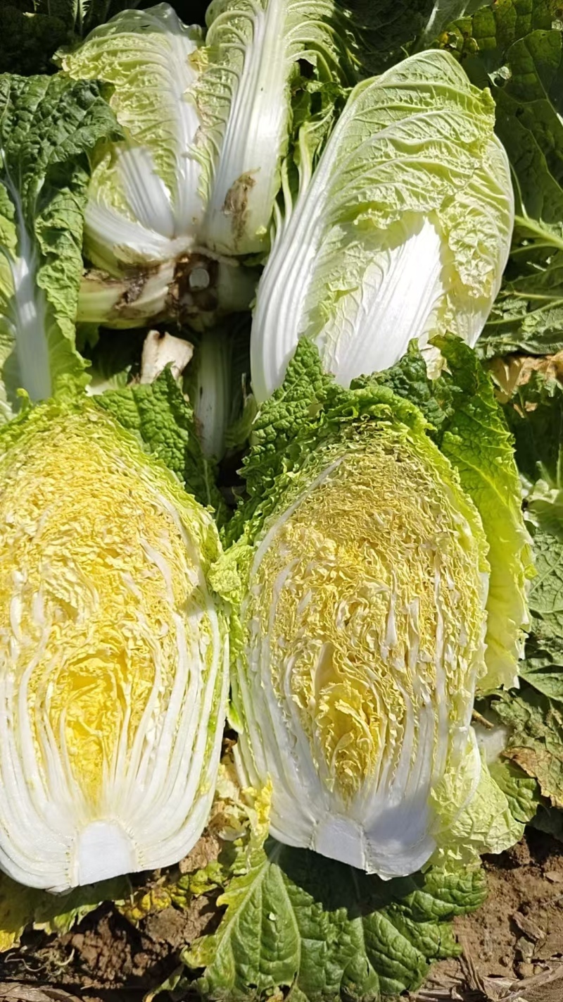 黄心白菜山东枣庄大白菜现摘现发价格实惠欢迎老板联系