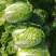 黄心白菜山东枣庄大白菜现摘现发价格实惠欢迎老板联系