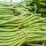山西架豆王豆角大量上市品质保证诚信经营欢迎选购