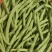 山西架豆王豆角大量上市品质保证诚信经营欢迎选购