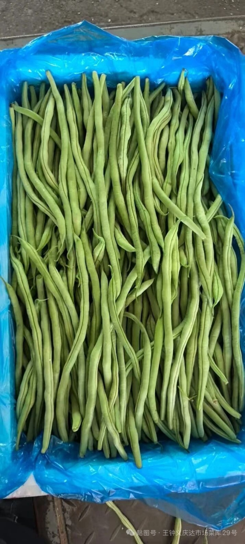 山西架豆王豆角大量上市品质保证诚信经营欢迎选购