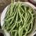 山西架豆王豆角大量上市品质保证诚信经营欢迎选购