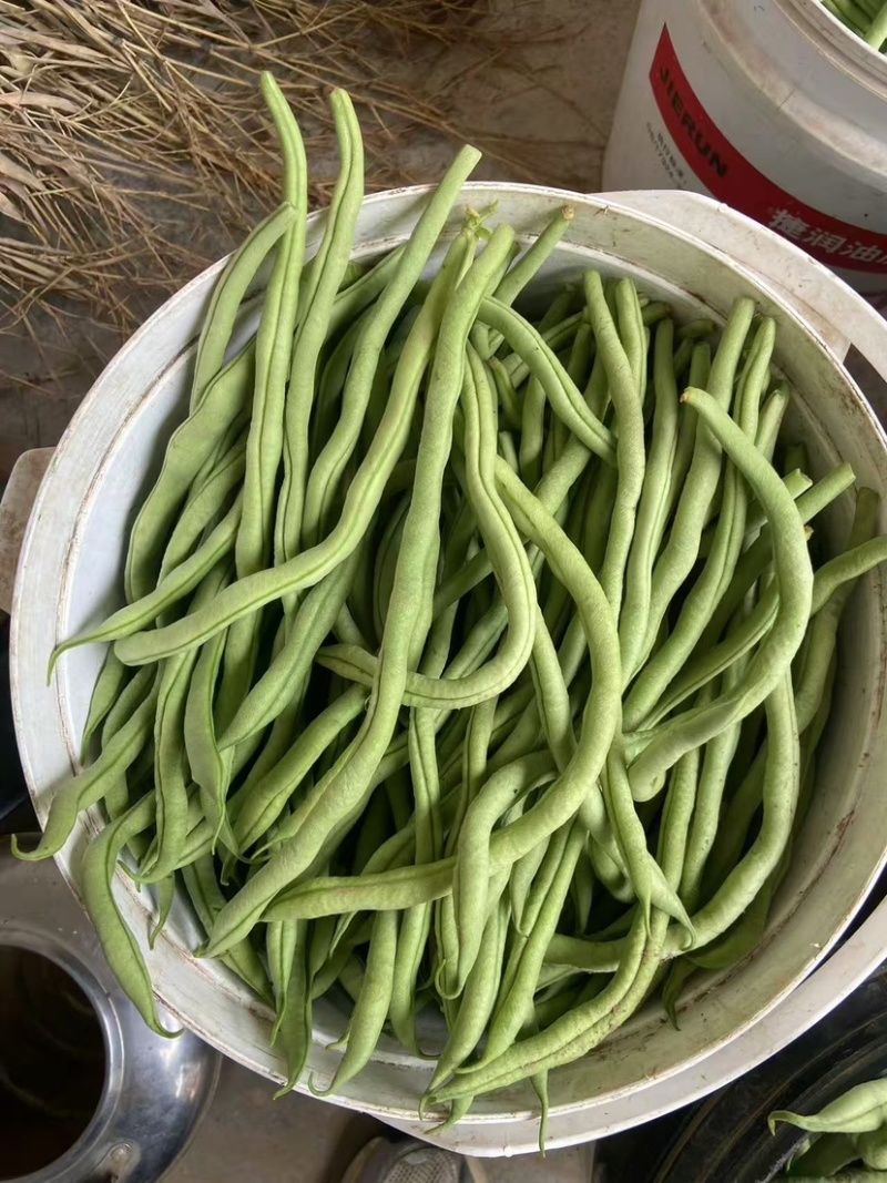山西架豆王豆角大量上市品质保证诚信经营欢迎选购