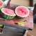 美都西瓜大量接单，瓜心圆润，高温装货中欢迎来电
