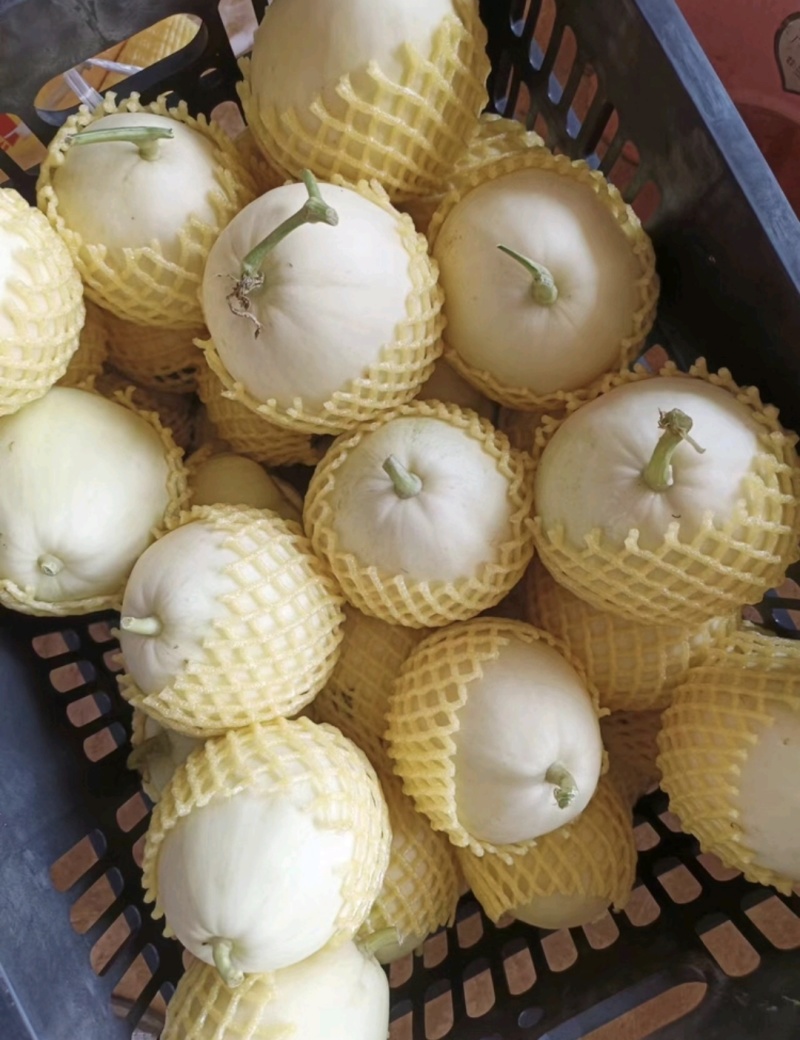 精品美浓甜瓜，白玉香瓜货量充足，产地一手货源，规格全