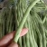 架豆王豆角大量上市一手货源量大质优诚信经营