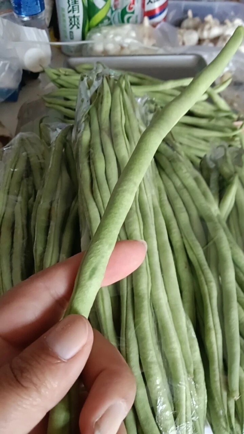 架豆王豆角大量上市一手货源量大质优诚信经营