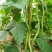 架豆王豆角大量上市一手货源量大质优诚信经营