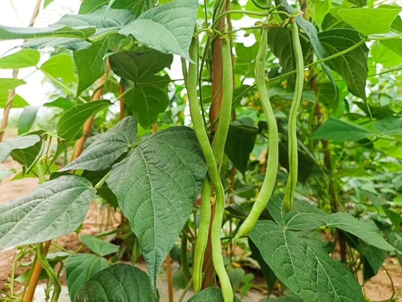 架豆王豆角大量上市一手货源量大质优诚信经营