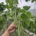 架豆王豆角大量上市一手货源量大质优诚信经营