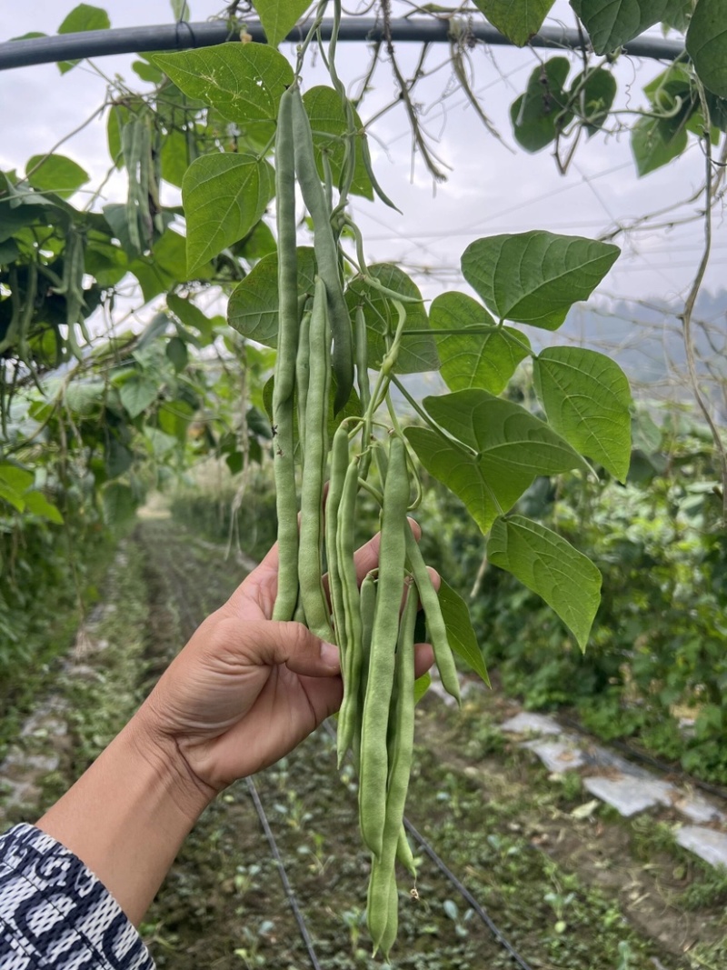 架豆王豆角大量上市一手货源量大质优诚信经营