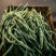 架豆王豆角大量上市一手货源量大质优诚信经营