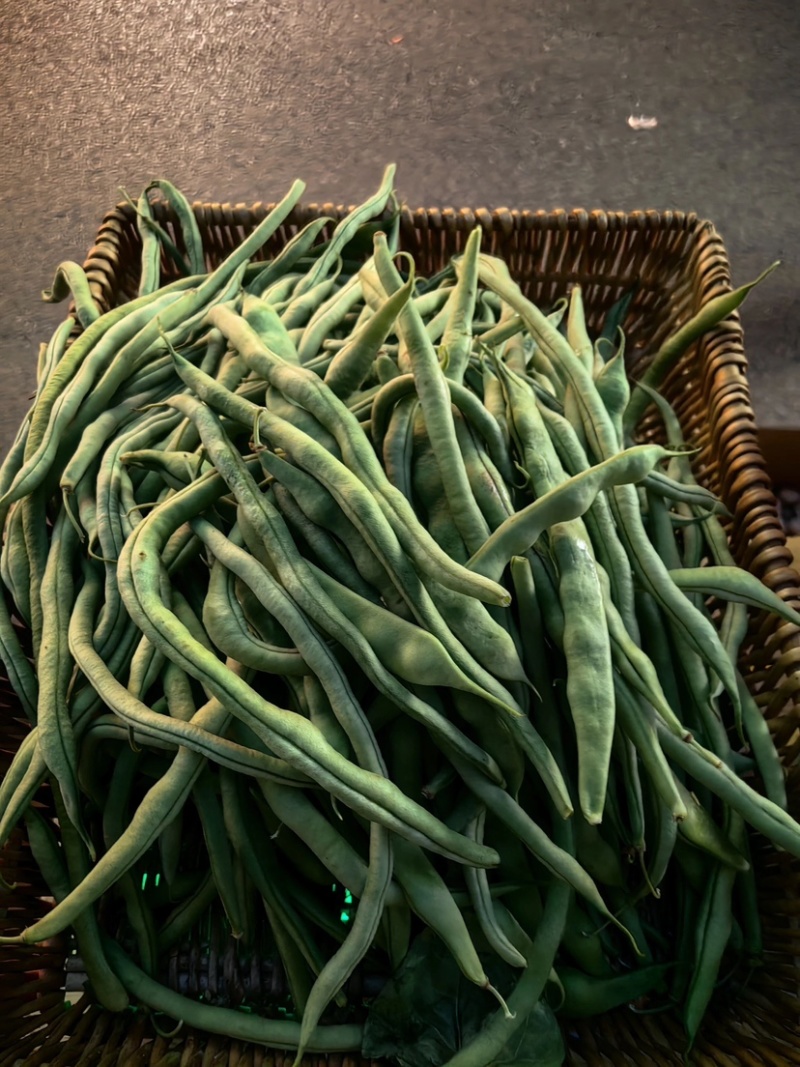 架豆王豆角大量上市一手货源量大质优诚信经营