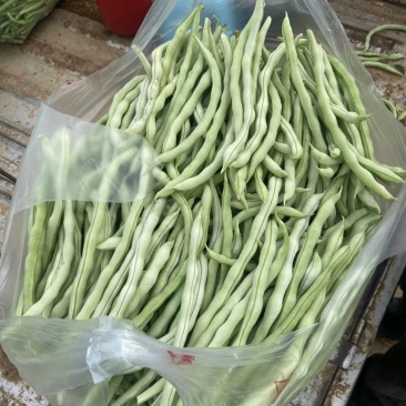 山西四季豆大量上市品质保证诚信经营欢迎老板来电洽谈