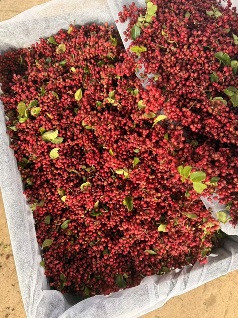 盐源特产大凉山鲜花椒红椒麻椒高山无污染天然鲜香麻椒