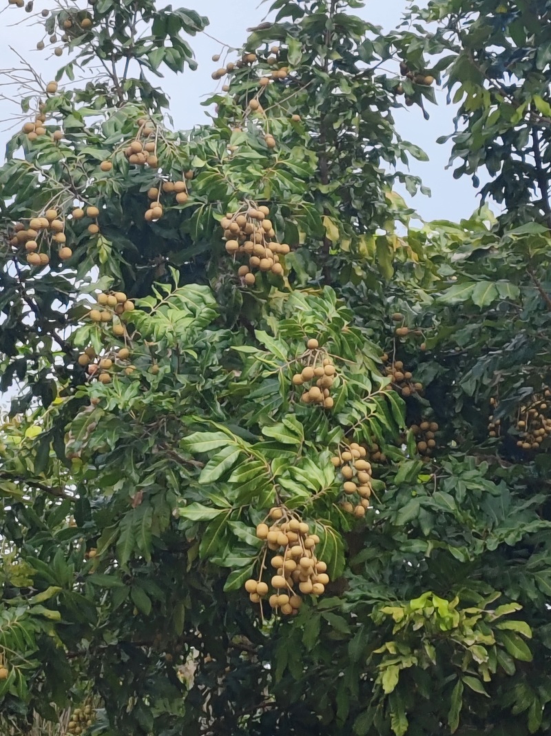 龙眼